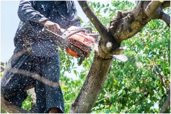 tree services Canóvanas